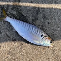 コノシロ
