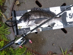 チヌの釣果
