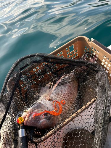 マダイの釣果