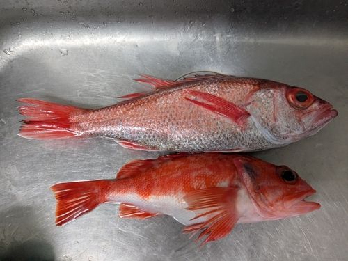 アカムツの釣果