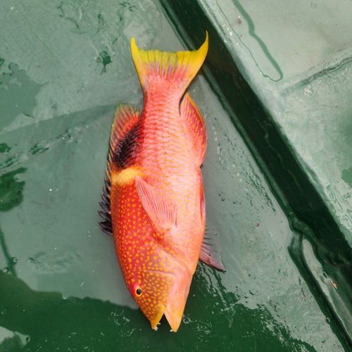 釣果