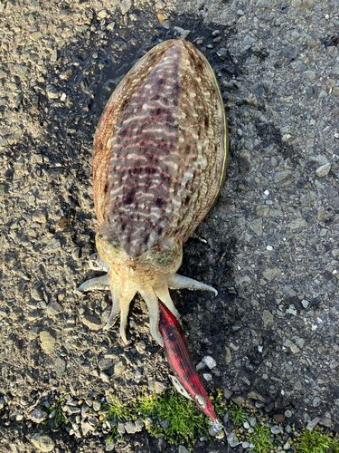 コウイカの釣果