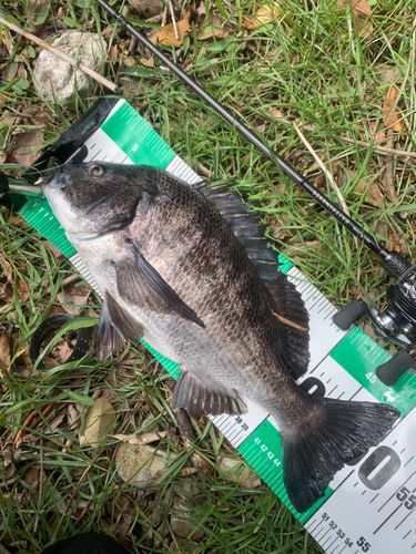 チヌの釣果