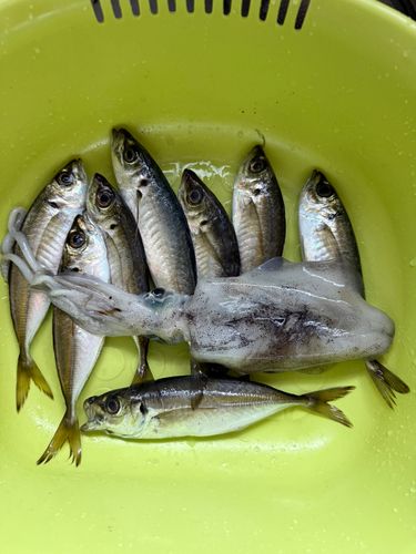 アジの釣果