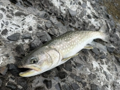 アメマスの釣果