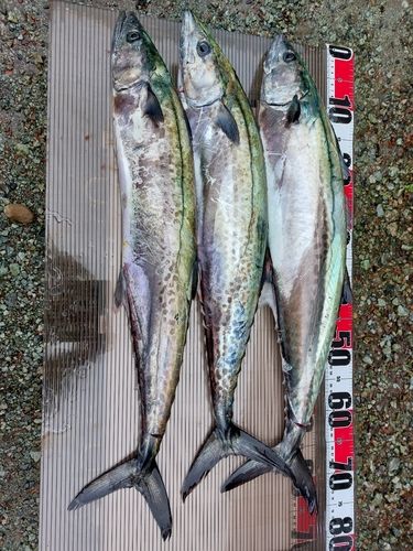 サワラの釣果