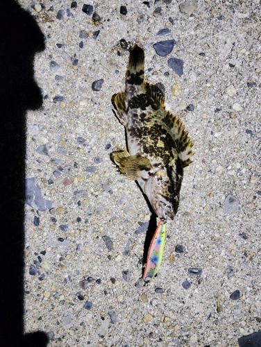 タケノコメバルの釣果