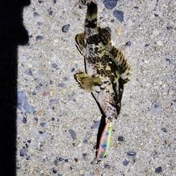 タケノコメバル