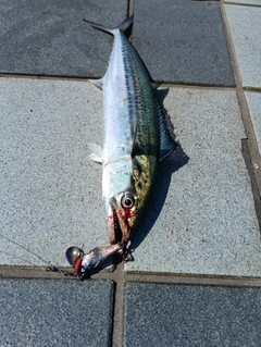 サゴシの釣果
