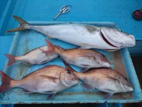 ブリの釣果