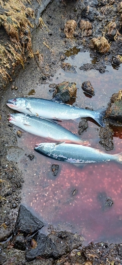 サクラマスの釣果