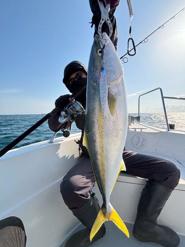 ブリの釣果