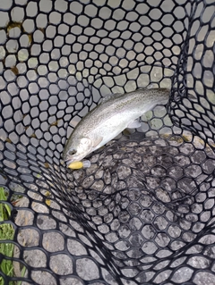 ニジマスの釣果