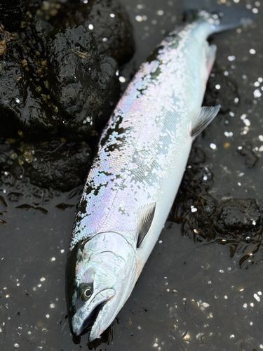 サクラマスの釣果