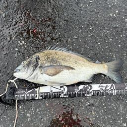 クロダイ