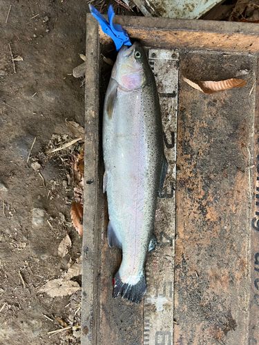 ニジマスの釣果