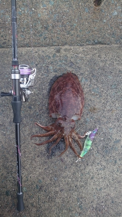 コウイカの釣果