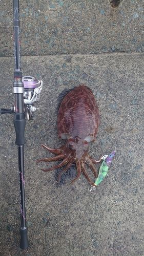 コウイカの釣果