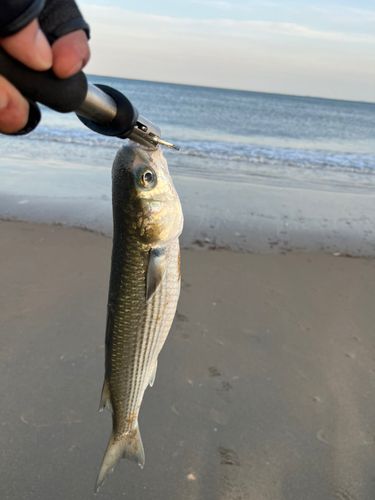 ボラの釣果