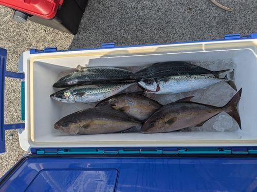 カンパチの釣果