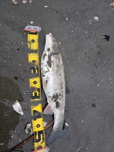 ウグイの釣果