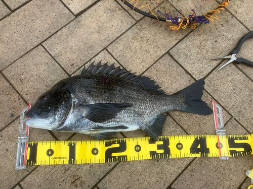 クロダイの釣果
