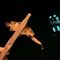 アジ