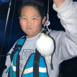 クサフグ