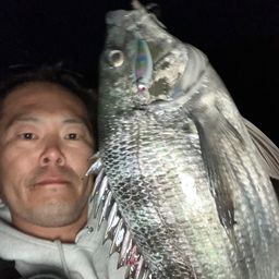 チヌ