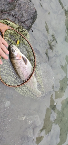 ニジマスの釣果