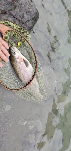 ニジマスの釣果