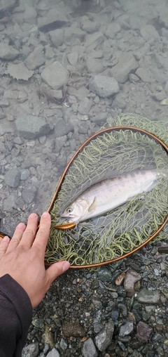 ヤマメの釣果