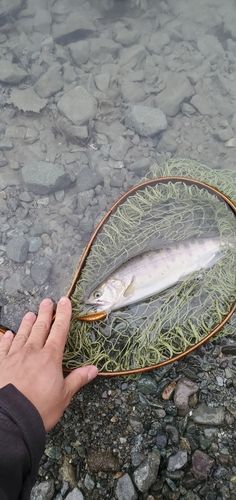 ヤマメの釣果