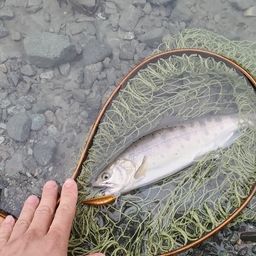 ヤマメ