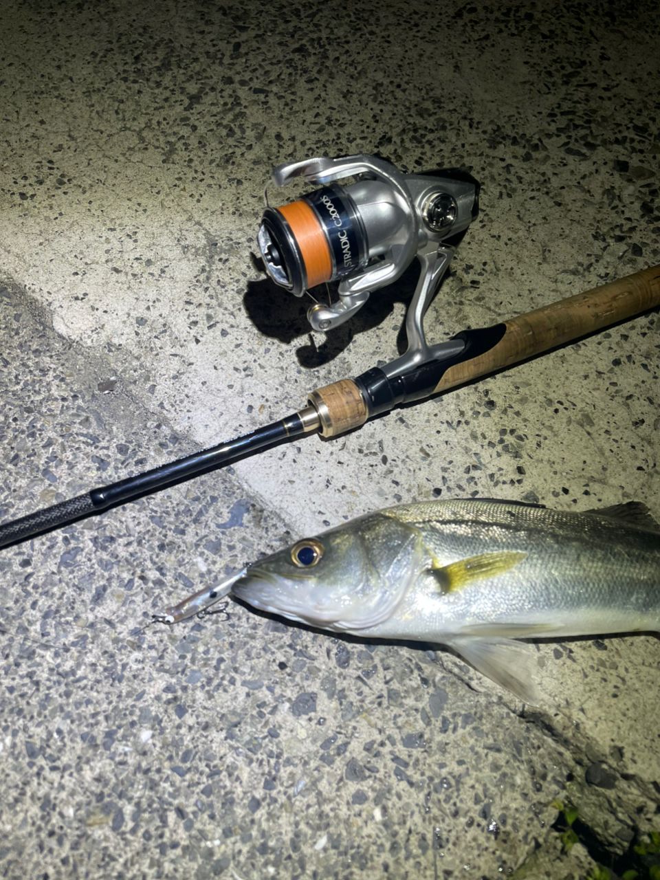 セイゴ（マルスズキ）