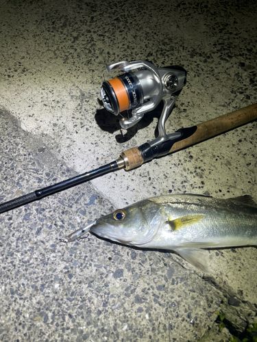セイゴ（マルスズキ）の釣果