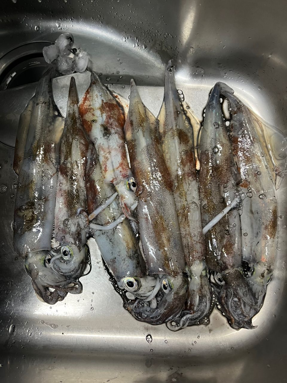 ヤリイカ