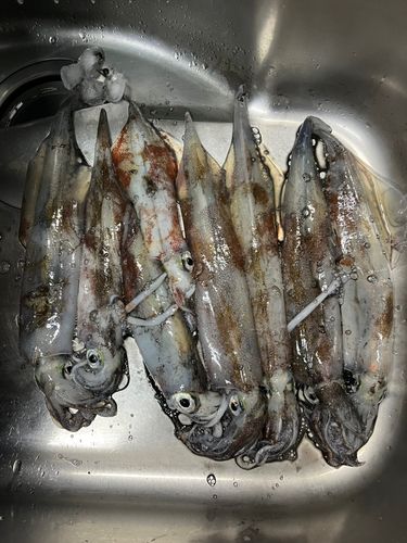 ヤリイカの釣果