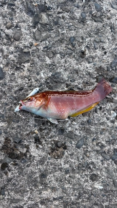ベラの釣果