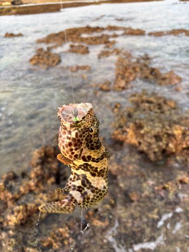 イシミーバイの釣果