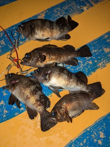 メバルの釣果