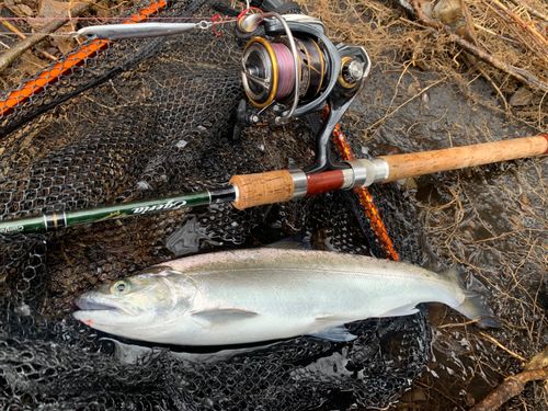 サツキマスの釣果
