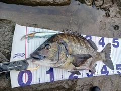 チヌの釣果