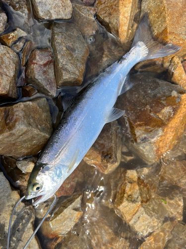 シラメの釣果