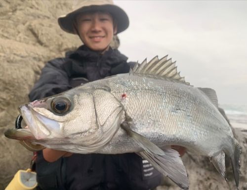 ヒラスズキの釣果