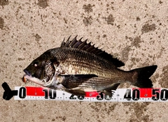 チヌの釣果