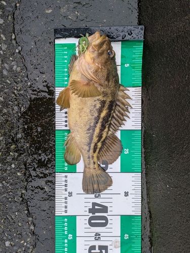 シマソイの釣果