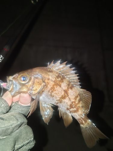 メバルの釣果