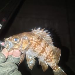 メバル