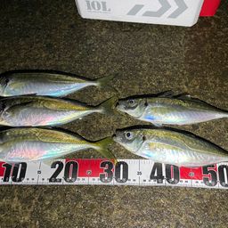 アジ